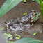 American Bullfrog