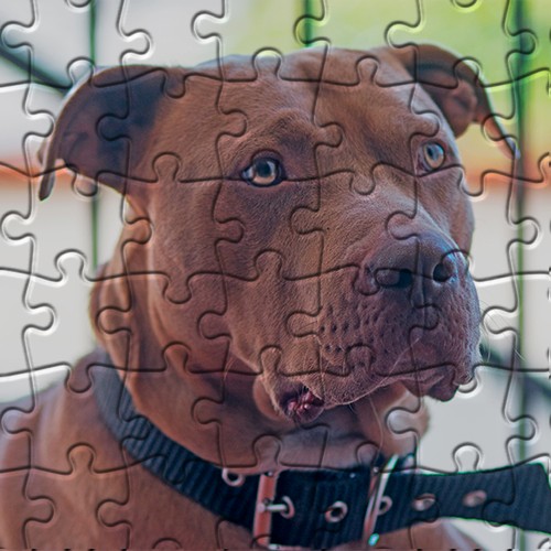 Pitbull Jigsaw Puzzle