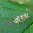 Oak Slug Caterpillar