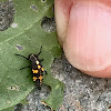 Ladybird Larvae