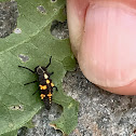 Ladybird Larvae