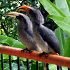 Malabar grey hornbill