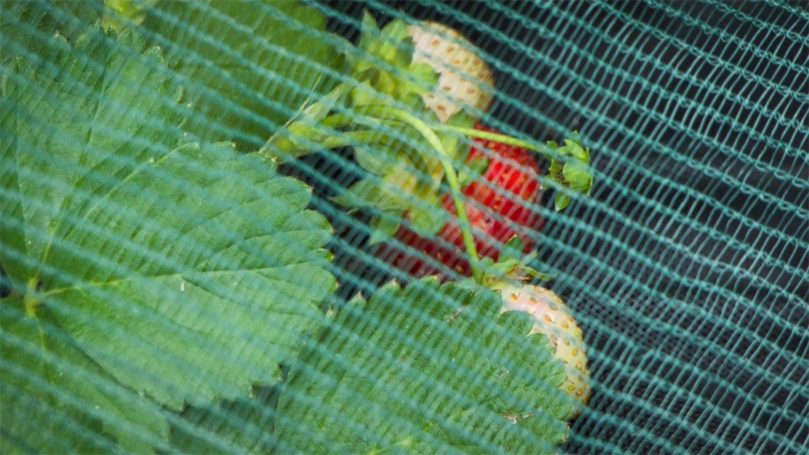 Strawberries.jpg