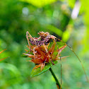 Nymph of the Dragon-headed Katydid