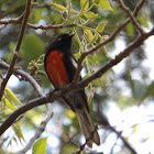 Painted Redstart