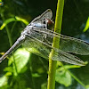 Slaty Skimmer.