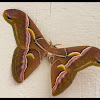 ailanthus silkmoth