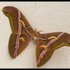 ailanthus silkmoth