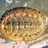 Woody chiton