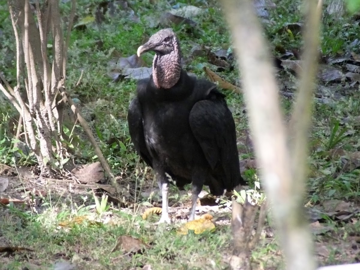 Black Vulture