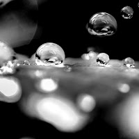 reflections black and white di 