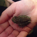 Gray Tree Frog (may be a Copes Gray Tree Frog)