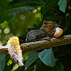 Northern Palawan tree squirrel