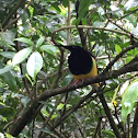 Twelve-wired bird-of-paradise