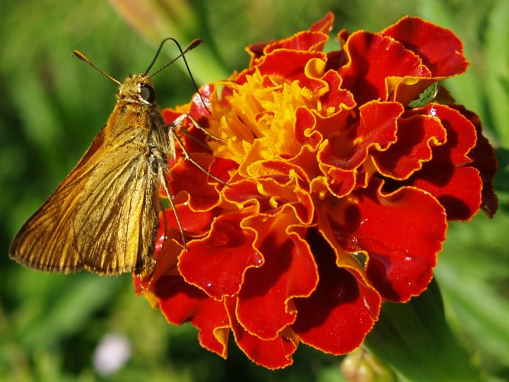 Microcosmo del Tagetes di fotografik