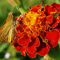 Microcosmo del Tagetes di 