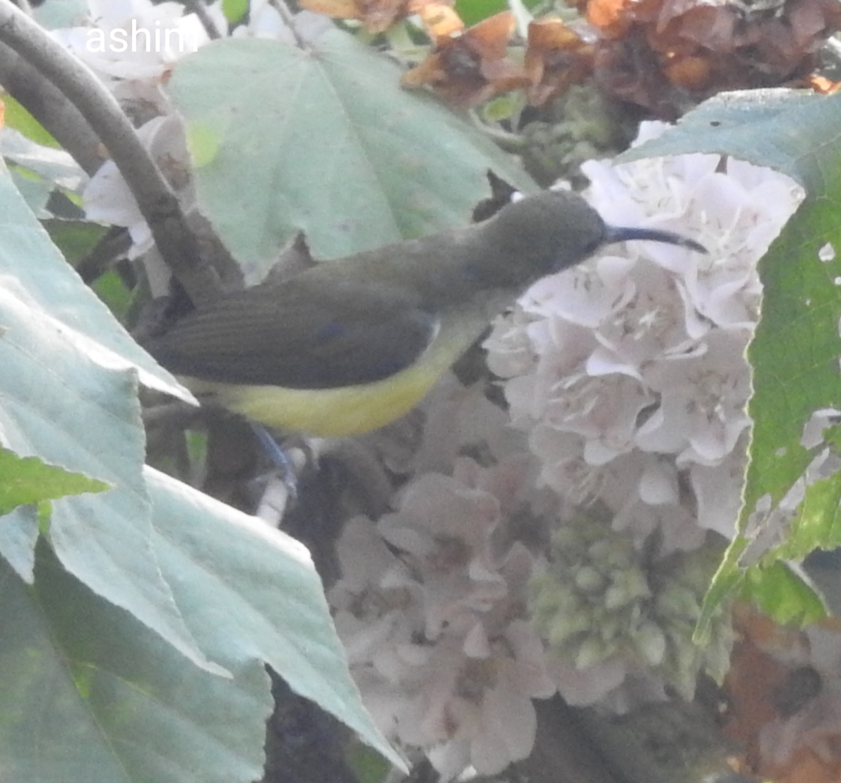 Female Crimson Sunbird