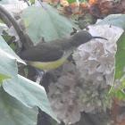 Female Crimson Sunbird