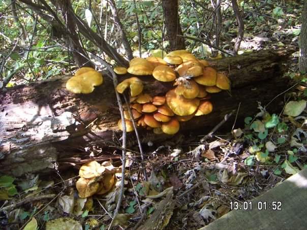 Jack O'Lantern Mushroom