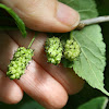 Red mulberry