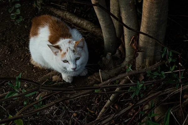 「根古谷猫屋」のメインビジュアル