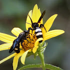 Double-banded Scoliid Wasp