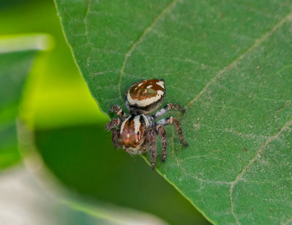 Jumping Spider