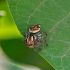 Jumping Spider