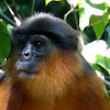 Western Red Colobus Monkey