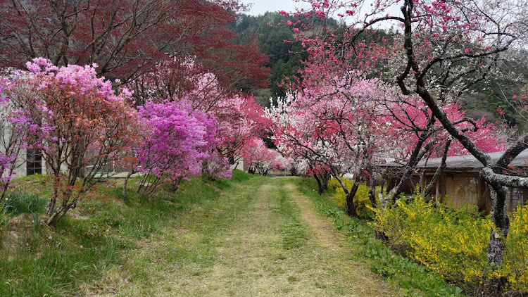 クロスビーの花桃の里・ドライブ・月川温泉郷に関するカスタム事例の投稿画像9枚目