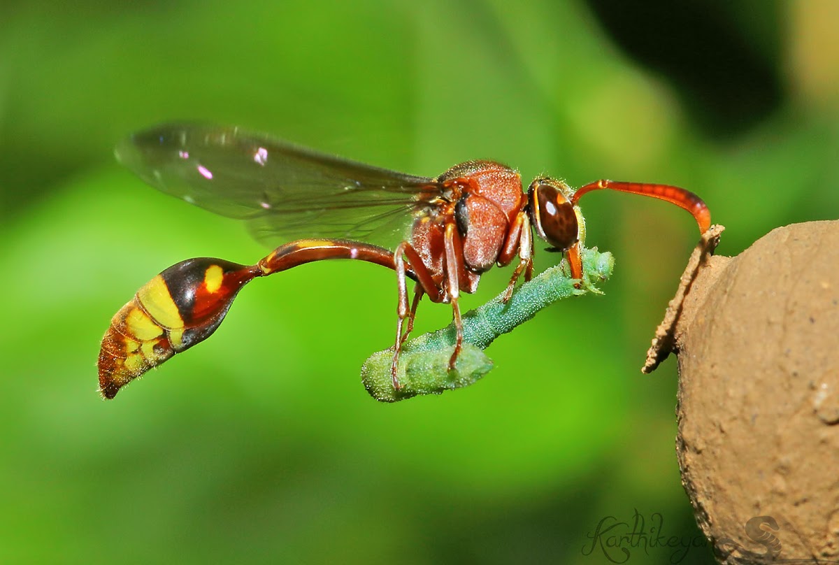 Potter Wasp