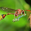 Potter Wasp