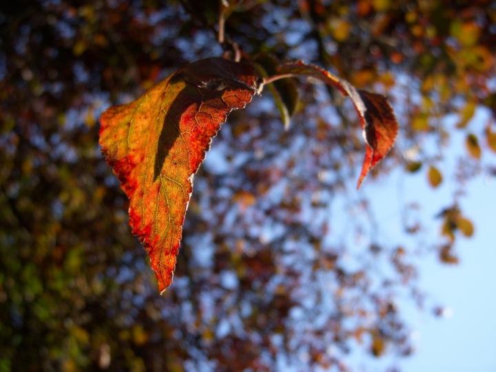 Voglia di vita, anche in autunno di senzafiato