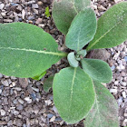 Common Mullein