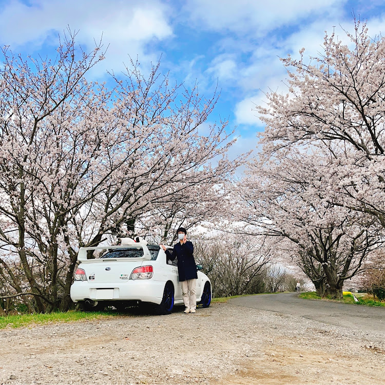 インプレッサ WRXの桜とコラボ🌸・写活・桜とコラボ・サクラと愛車・桜に関するカスタム事例の投稿画像3枚目