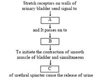 Conduction of Urine and Micturition