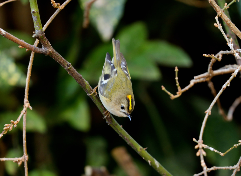 Goldcrest