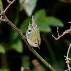 Goldcrest