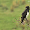 Black-chested Snake Eagle