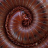 Rusty Millipedes