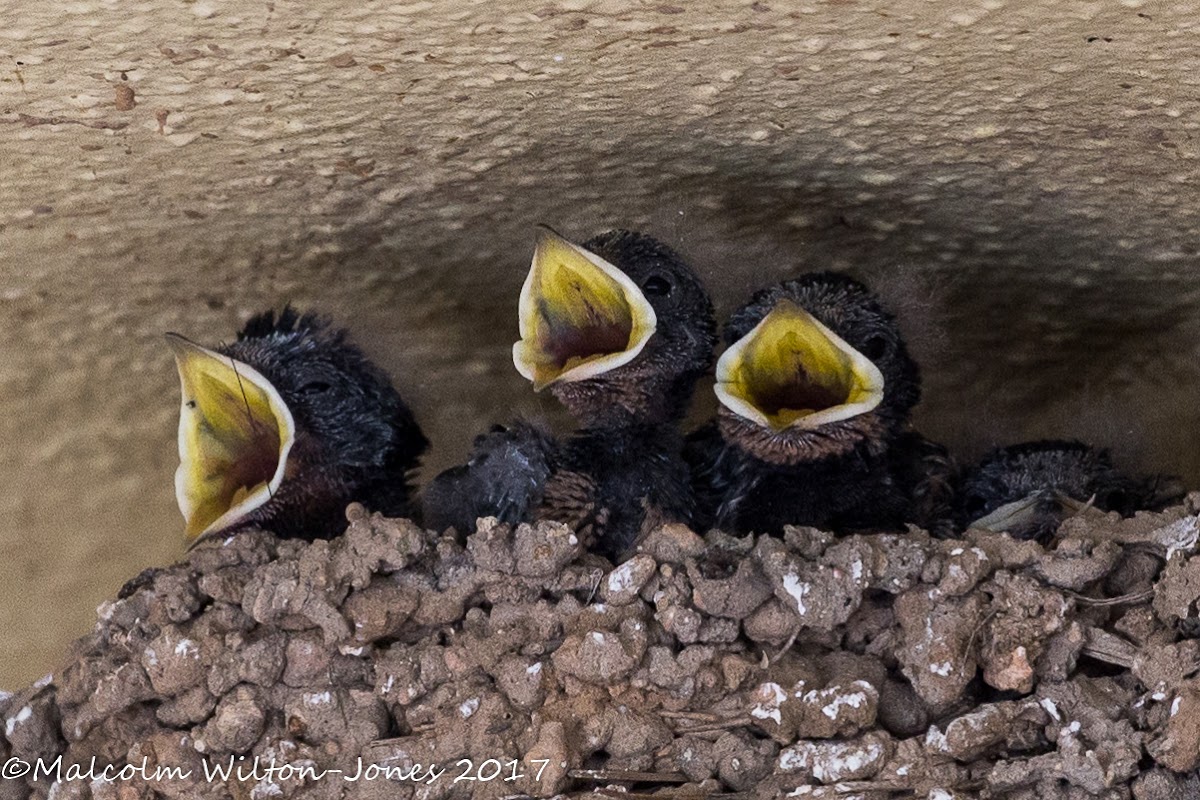 Barn Swallow; Golondrina Común