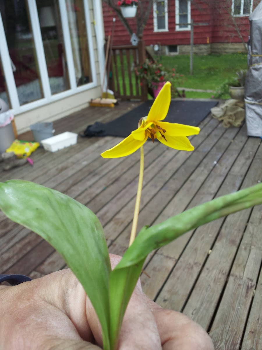 Yellow Trout Lily