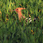 Eurasian hoopoe