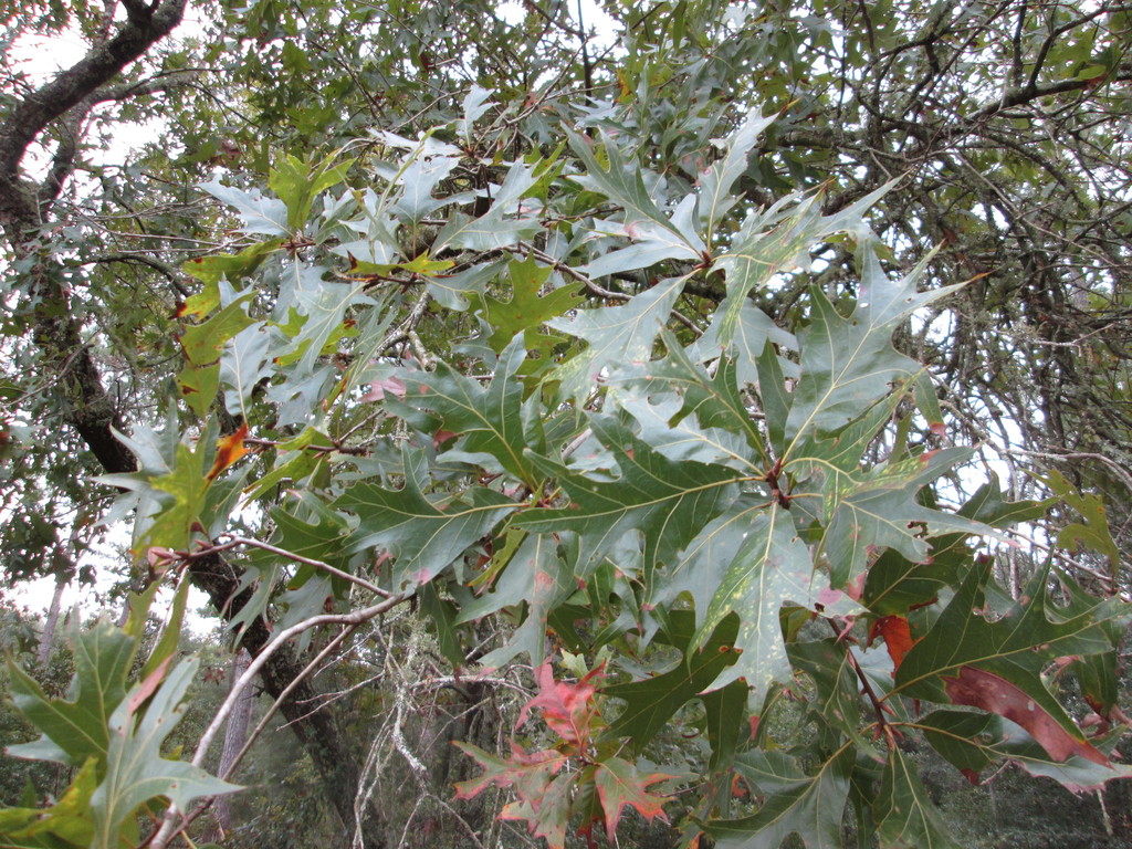 American Turkey Oak