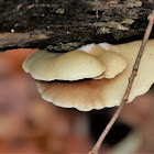 Crepidotus