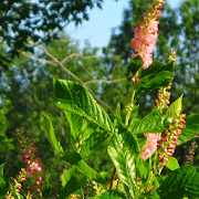 Clethra Jigsaw Puzzles  Icon