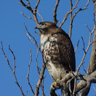 Red-tailed Hawk