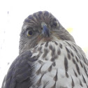 Coopers Hawk