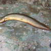 Peacock Spiny Eel