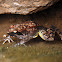 Greek stream frog
